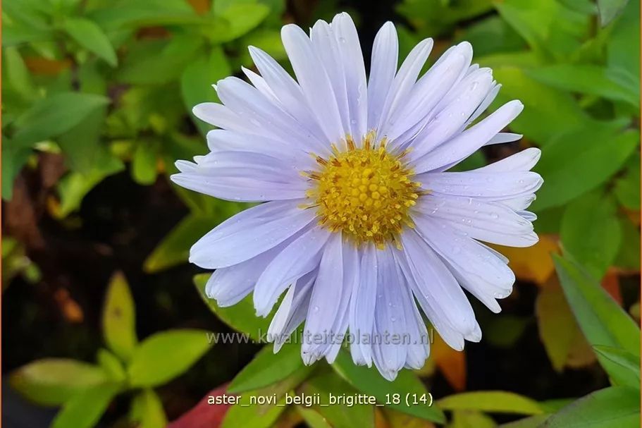 Aster novi-belgii 'Brigitte'
