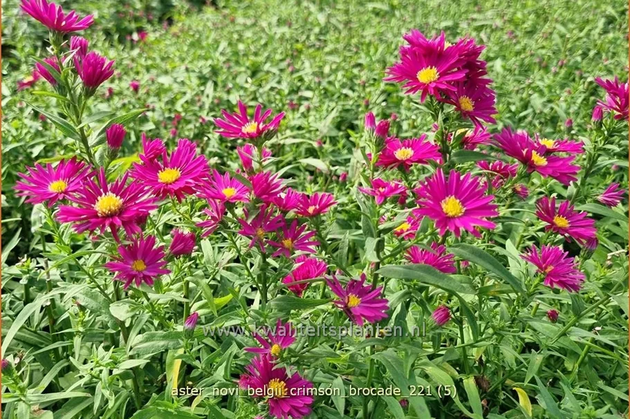 Aster novi-belgii 'Crimson Brocade'