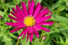 Aster novi-belgii 'Crimson Brocade'