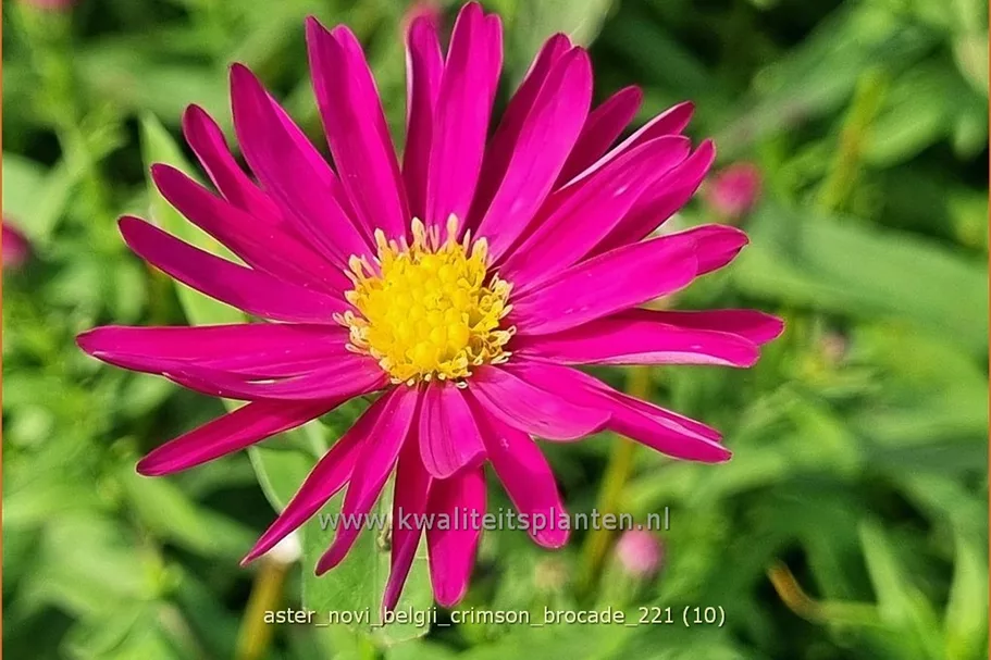 Aster novi-belgii 'Crimson Brocade'