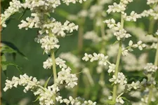 Artemisia lactiflora