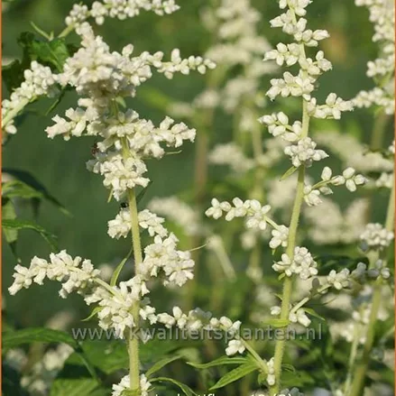 Artemisia lactiflora