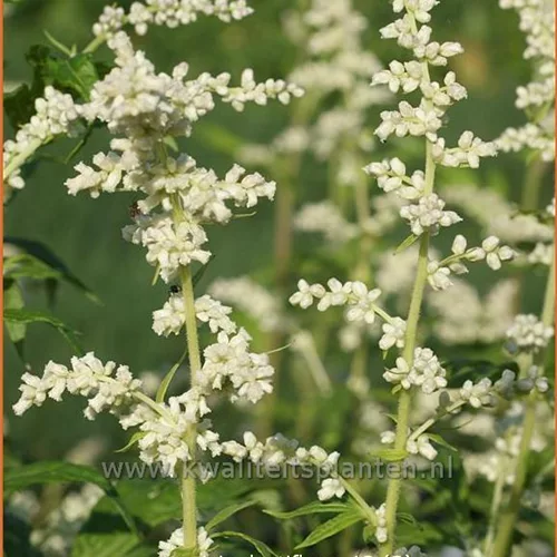 Artemisia lactiflora