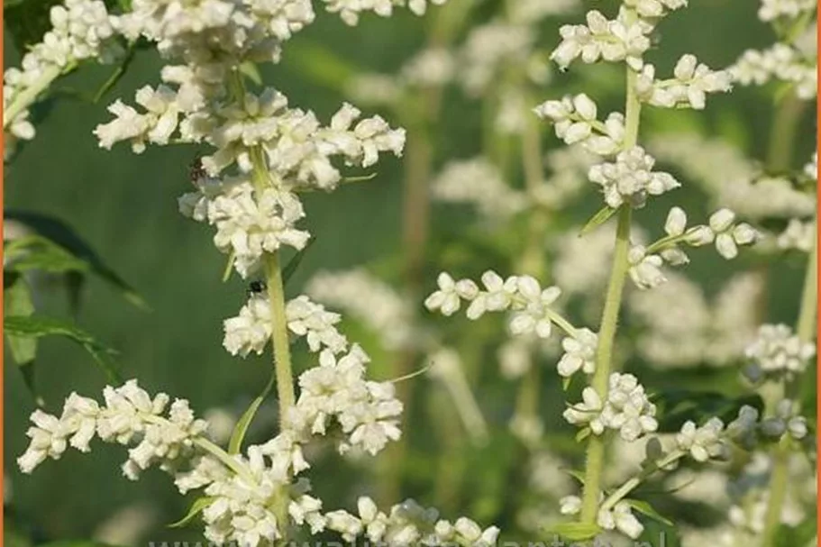 Artemisia lactiflora