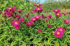 Aster novi-belgii 'Crimson Brocade'