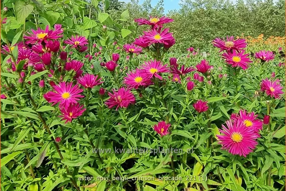 Aster novi-belgii 'Crimson Brocade'
