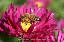 Aster novi-belgii 'Crimson Brocade'