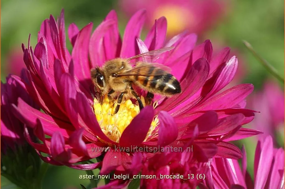 Aster novi-belgii 'Crimson Brocade'