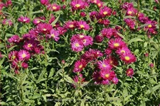 Aster novi-belgii 'Crimson Brocade'