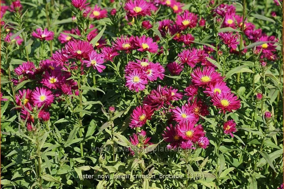 Aster novi-belgii 'Crimson Brocade'