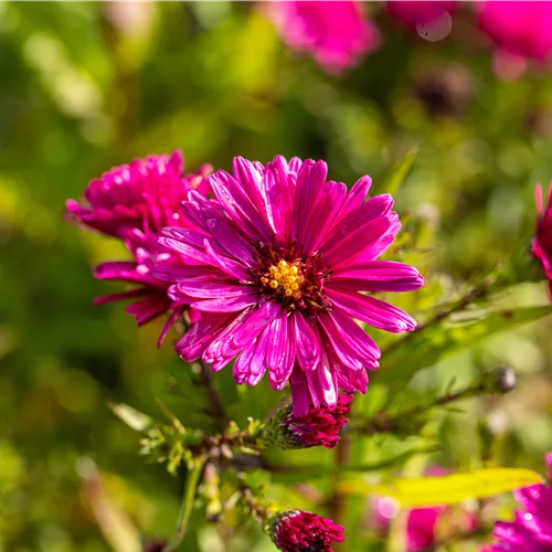 Aster novi-belgii 'Crimson Brocade'