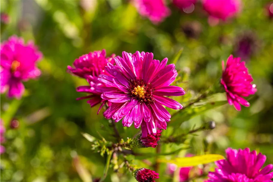 Aster novi-belgii 'Royal Ruby'