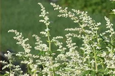 Artemisia lactiflora