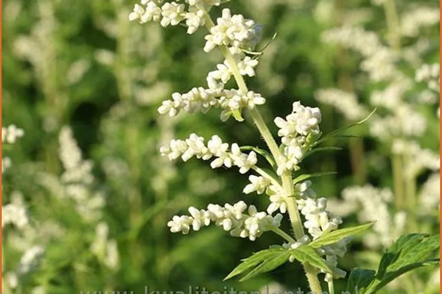 Artemisia lactiflora