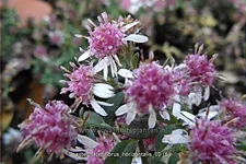 Aster lateriflorus var. horizontalis