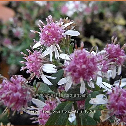 Aster lateriflorus var. horizontalis
