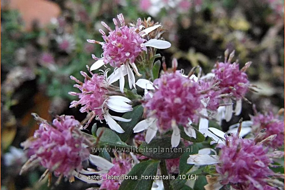 Aster lateriflorus var. horizontalis