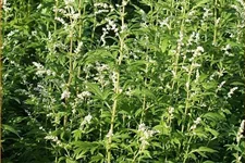 Artemisia lactiflora