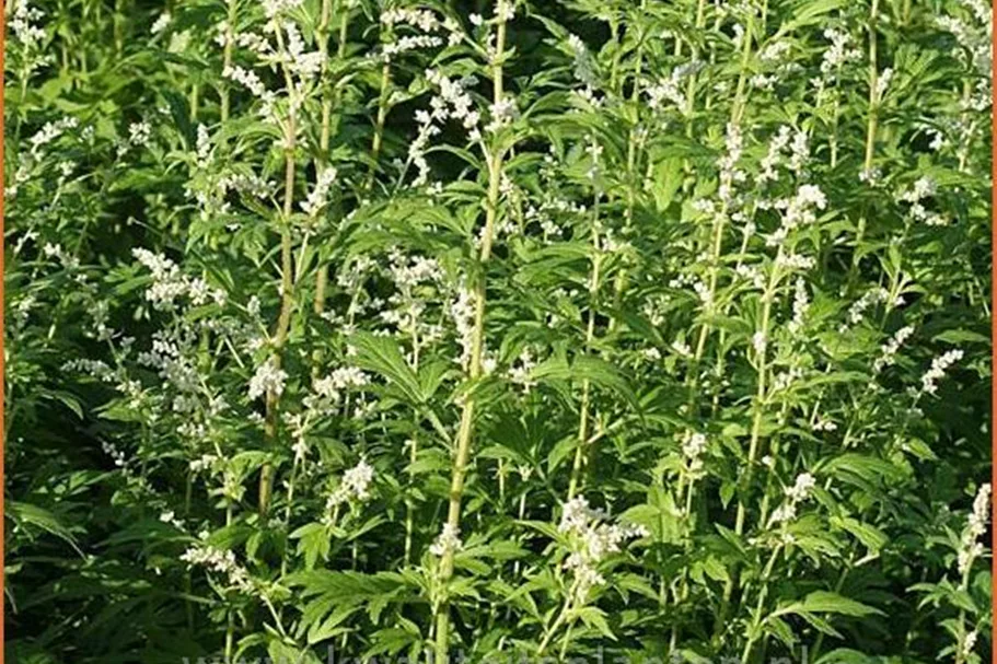 Artemisia lactiflora