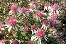 Aster lateriflorus var. horizontalis