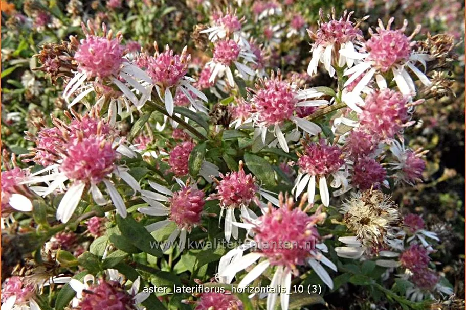 Aster lateriflorus var. horizontalis