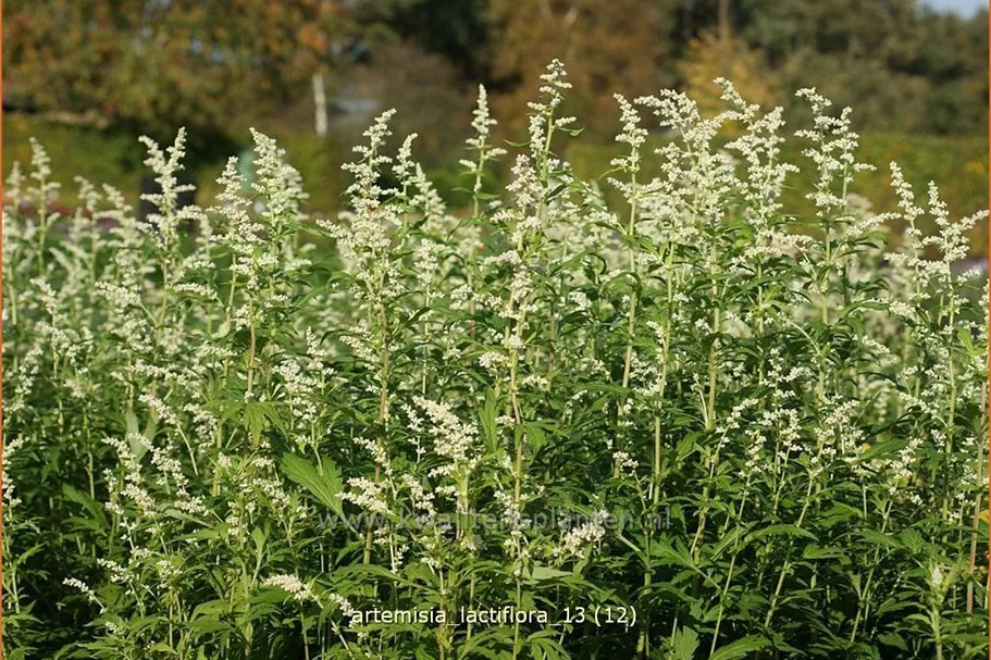 Artemisia lactiflora
