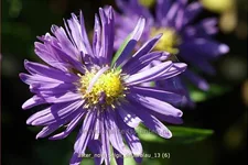Aster novi-belgii 'Dauerblau'
