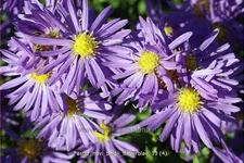 Aster novi-belgii 'Dauerblau'