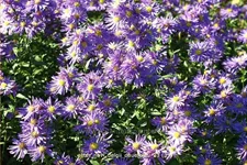 Aster novi-belgii 'Dauerblau'