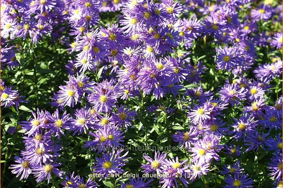 Aster novi-belgii 'Dauerblau'