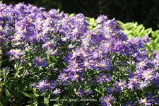Aster novi-belgii 'Dauerblau'