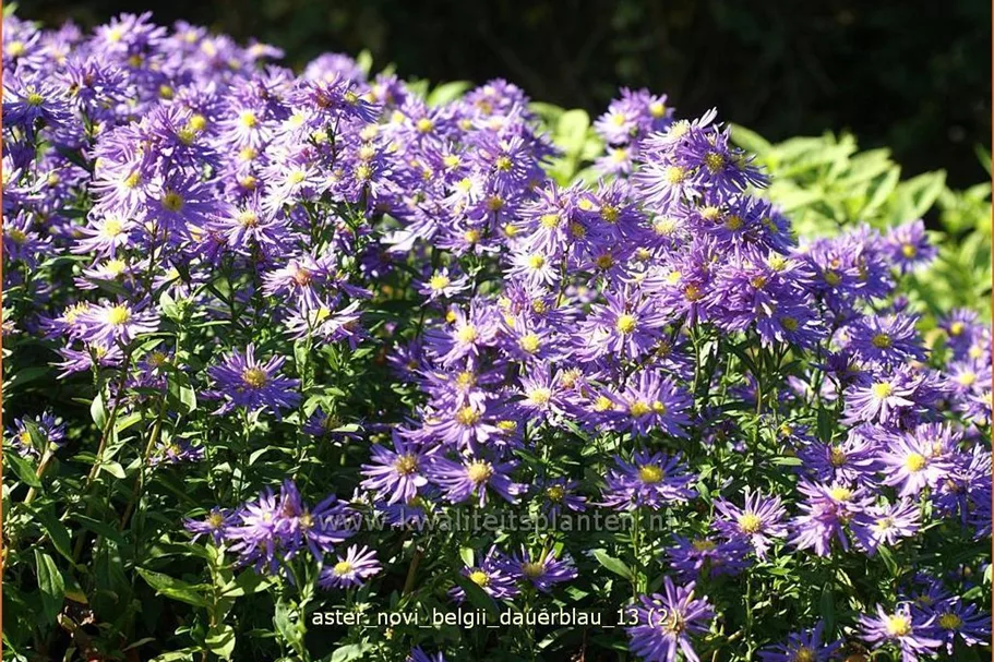 Aster novi-belgii 'Dauerblau'