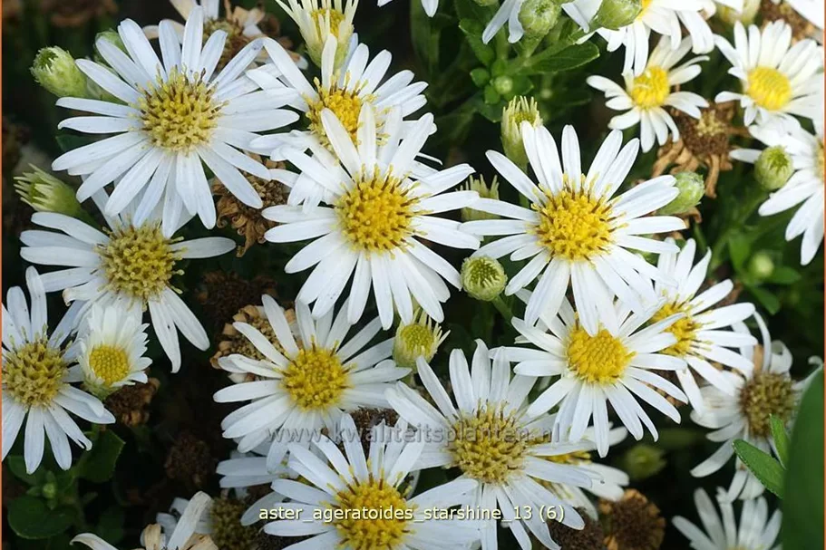 Aster ageratoides 'Starshine'®