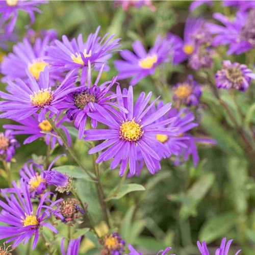 Aster novi-belgii 'Dauerblau'