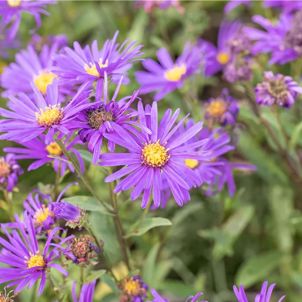 Aster novi-belgii 'Dauerblau'