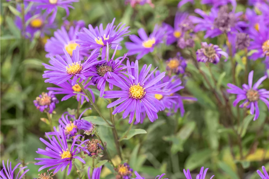 Aster novi-belgii 'Dauerblau'