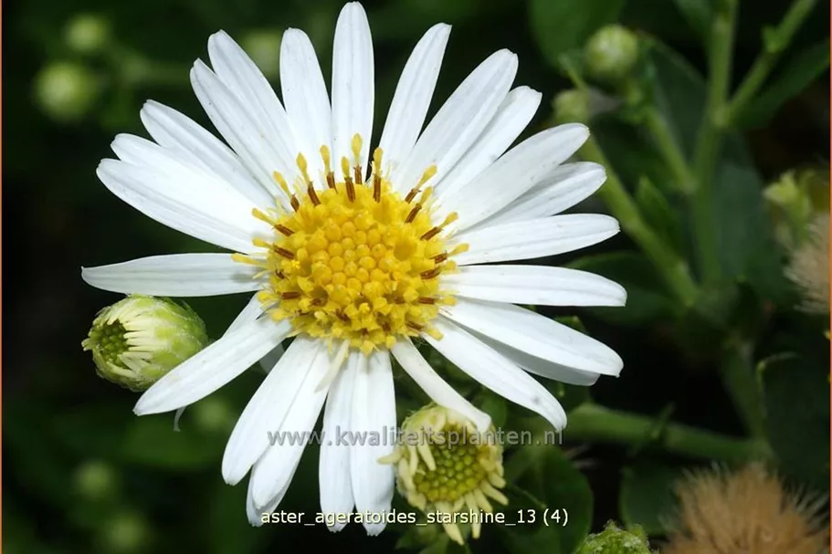 Aster ageratoides 'Starshine'®