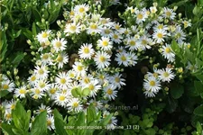 Aster ageratoides 'Starshine'®