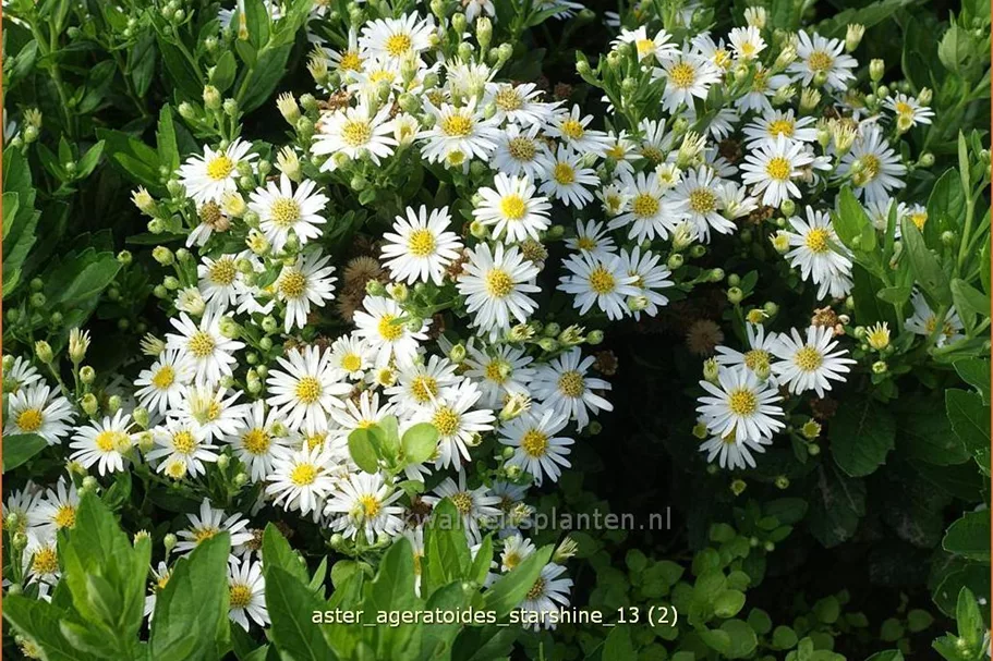Aster ageratoides 'Starshine'®