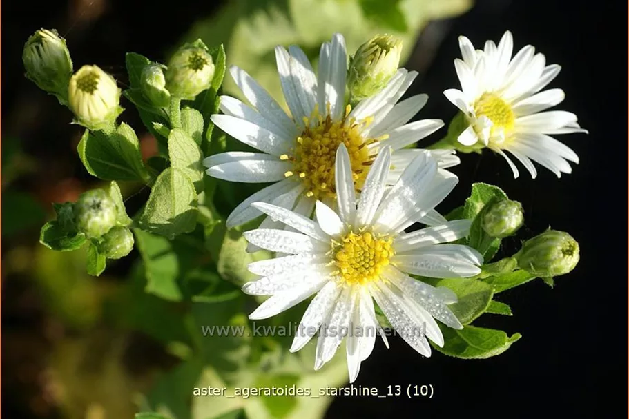 Aster ageratoides 'Starshine'®