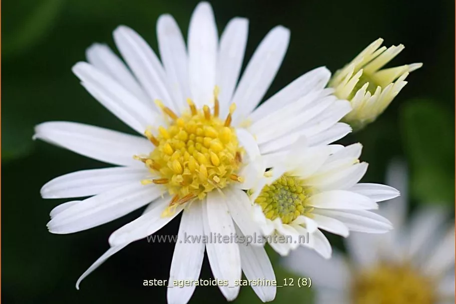 Aster ageratoides 'Starshine'®