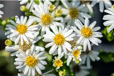 Aster ageratoides 'Starshine'®