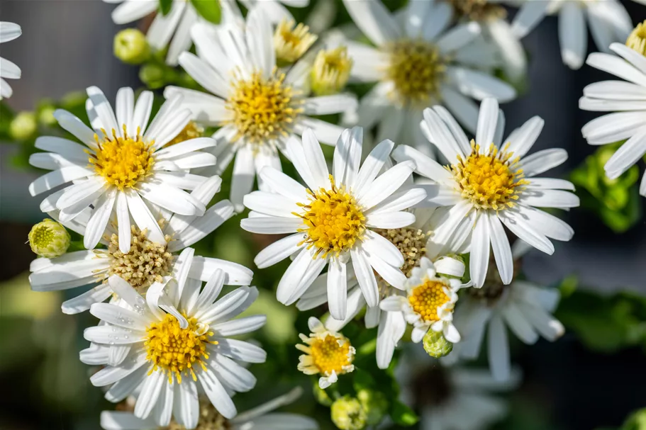 Aster ageratoides 'Starshine'®