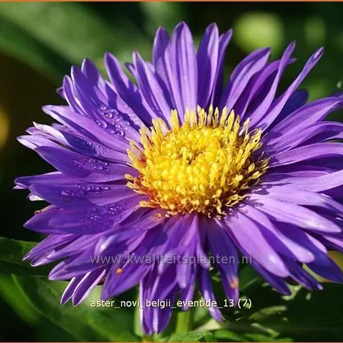 Aster novi-belgii 'Eventide'