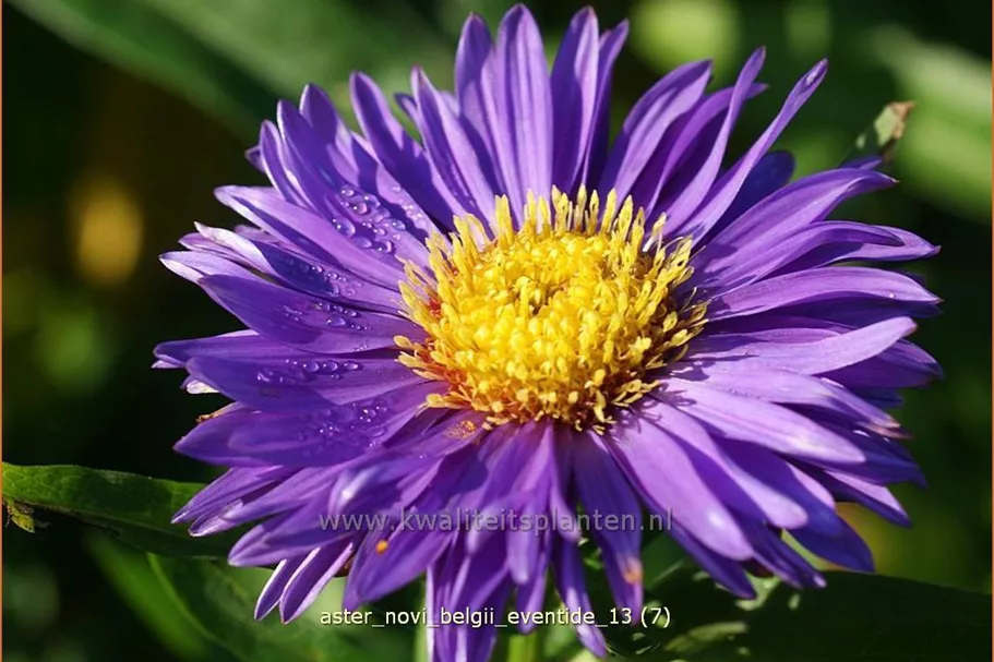 Aster novi-belgii 'Eventide'