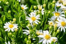 Aster ageratoides 'Starshine'®