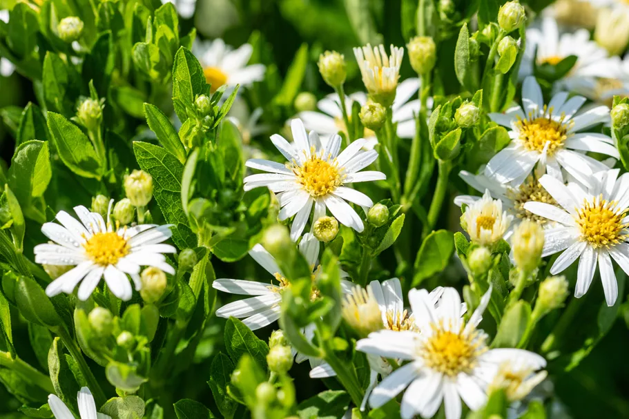 Aster ageratoides 'Starshine'®