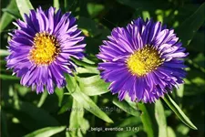 Aster novi-belgii 'Eventide'