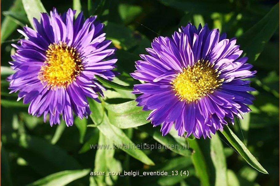 Aster novi-belgii 'Eventide'