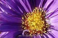 Aster novi-belgii 'Eventide'